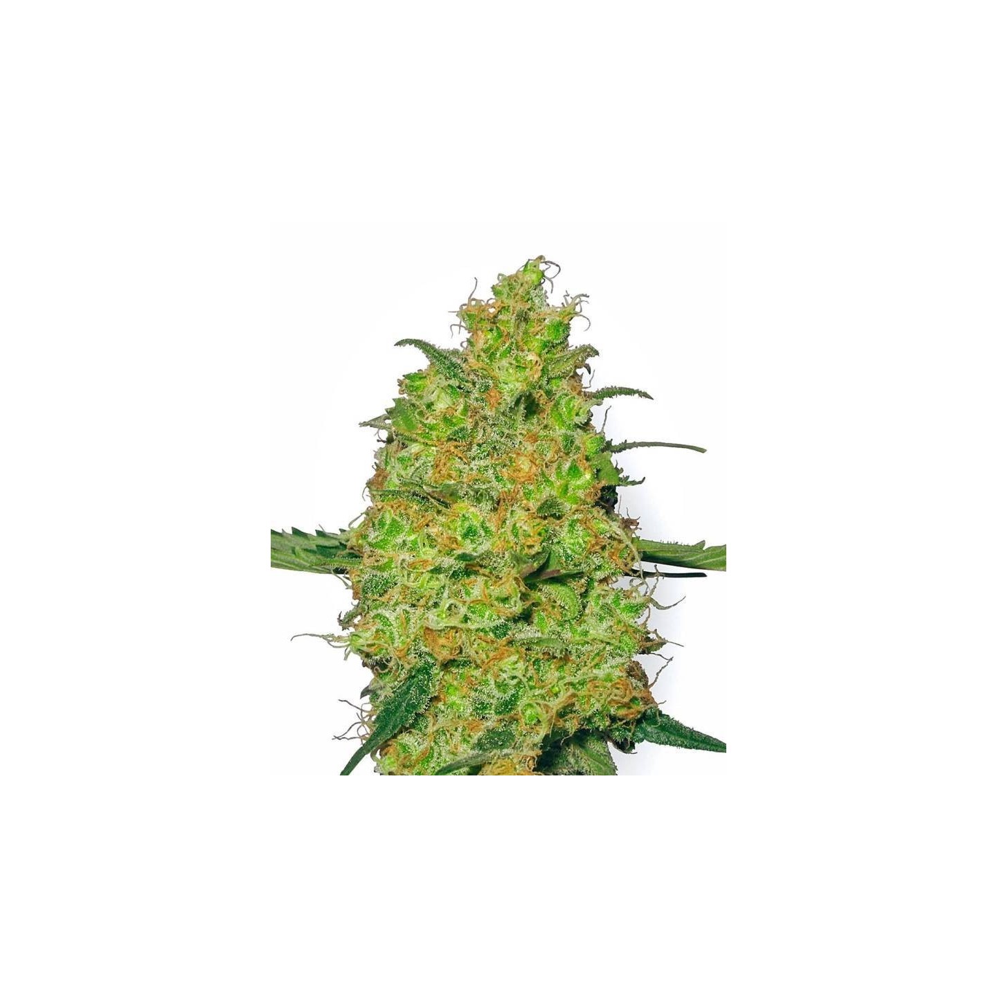 Master Kush Feminizada de Sensi White Label