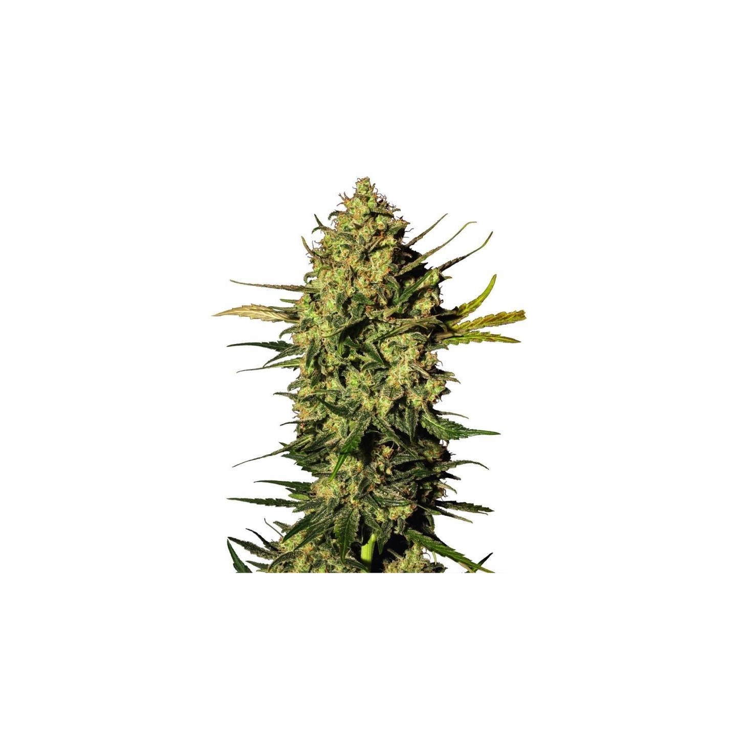 Master Kush Autofloreciente Feminizada de Sensi White Label