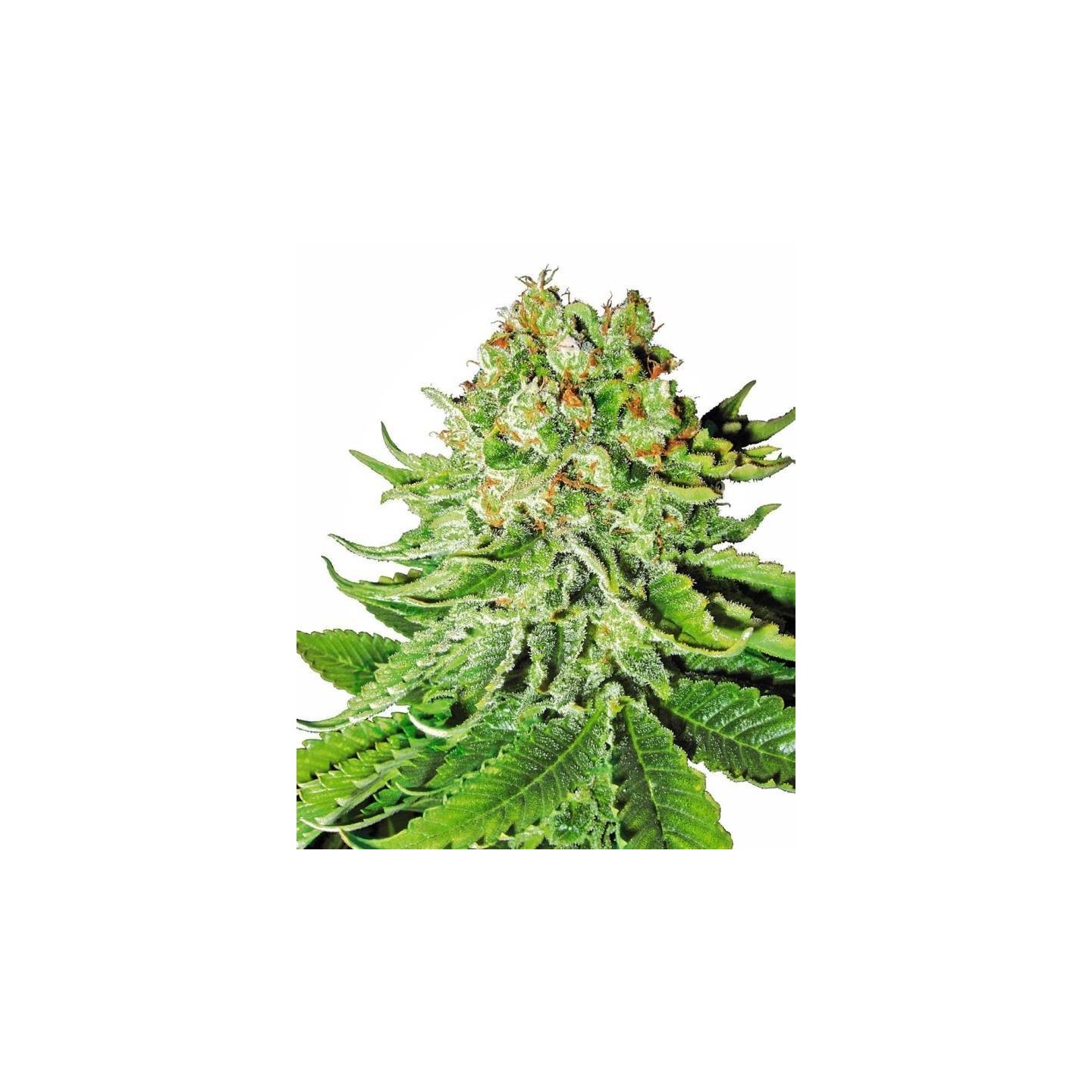 Northern Lights Autofloreciente Feminizada de Sensi White Label