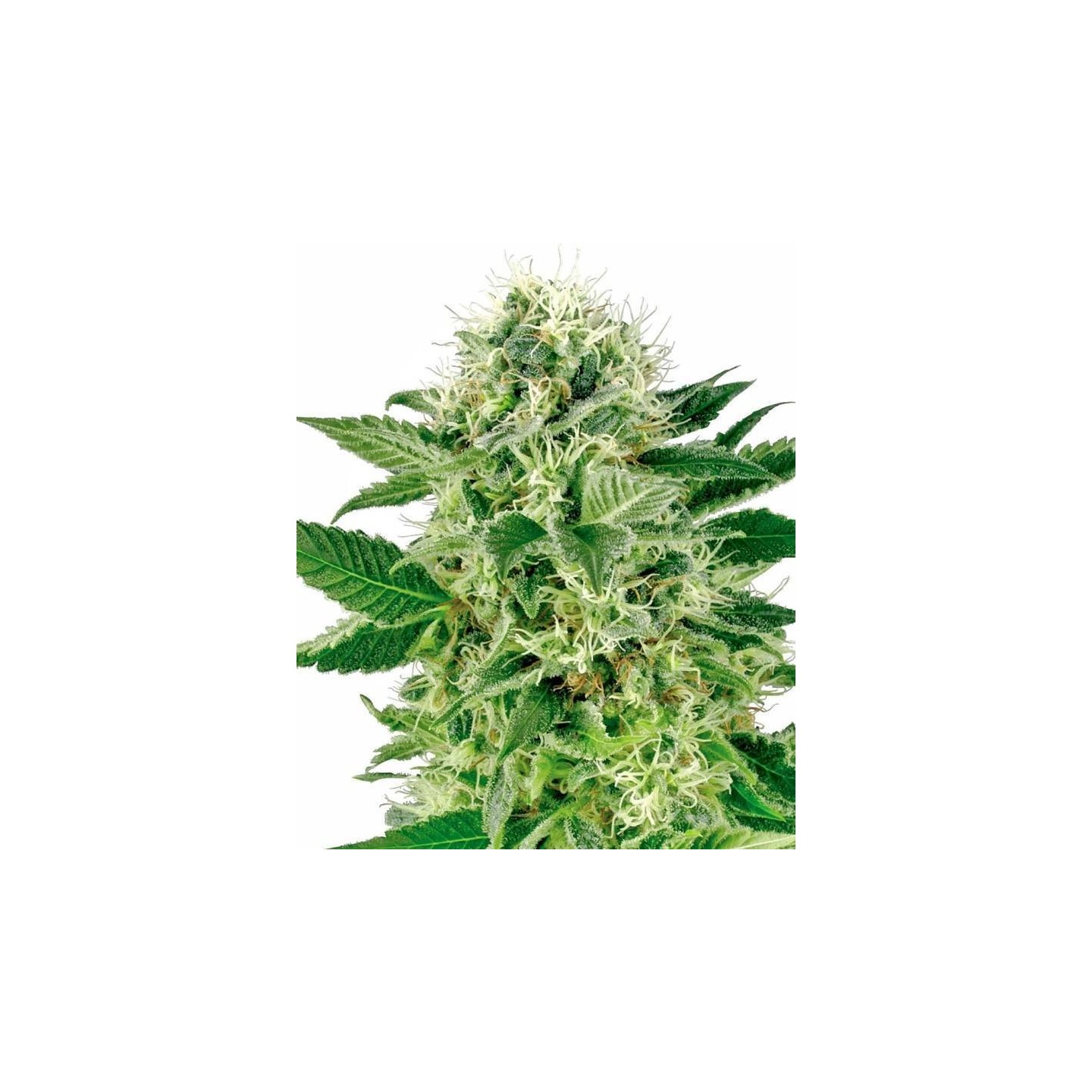 Northern Lights Feminizada de Sensi White Label