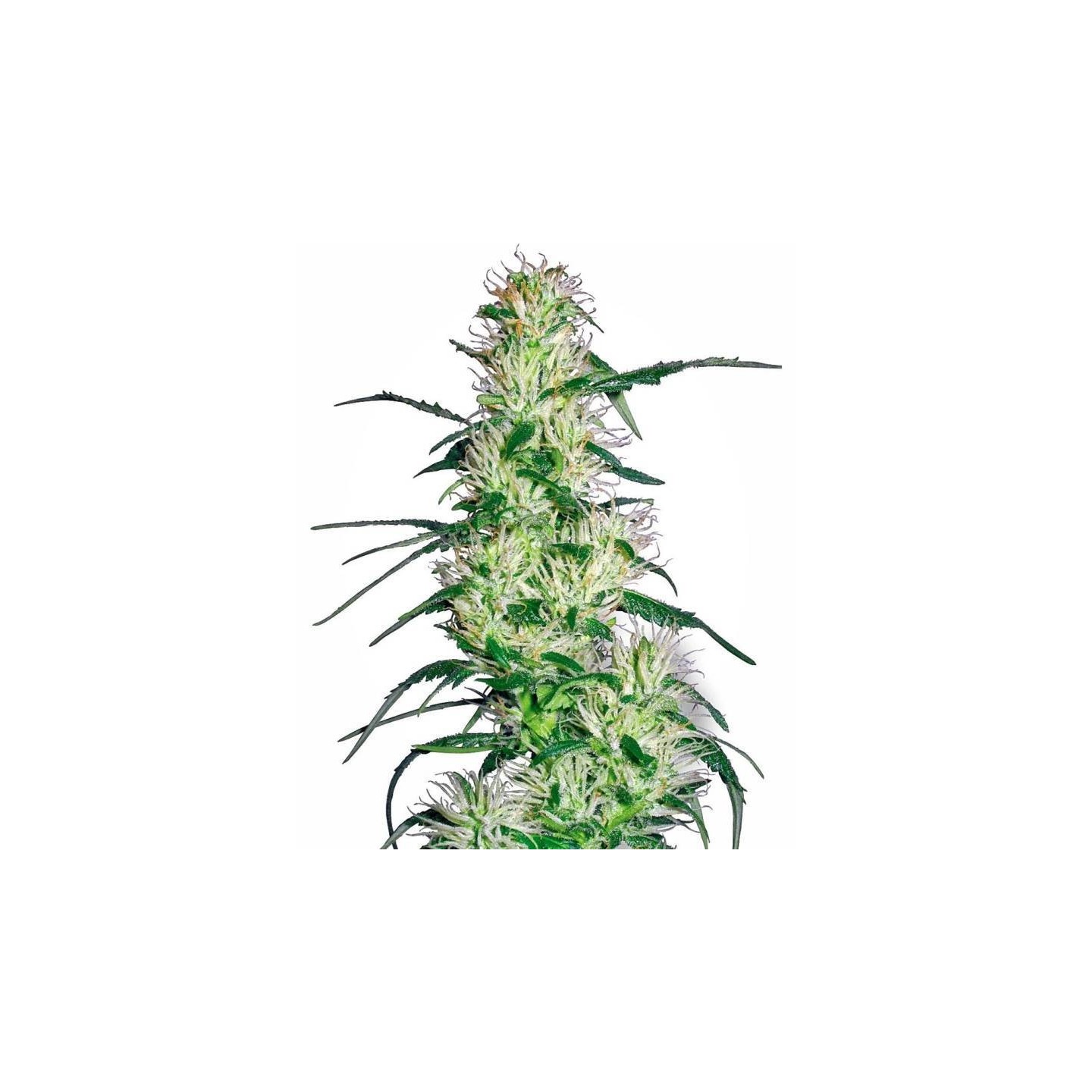 Purple Haze Feminizada de Sensi White Label
