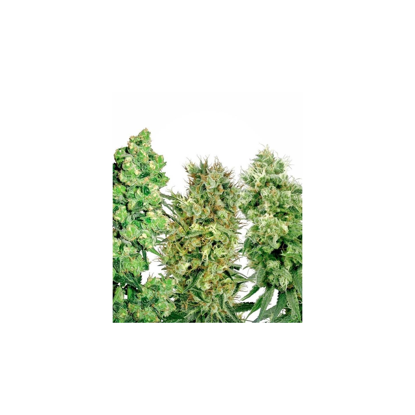 Sativa Mix Feminizada de Sensi White Label