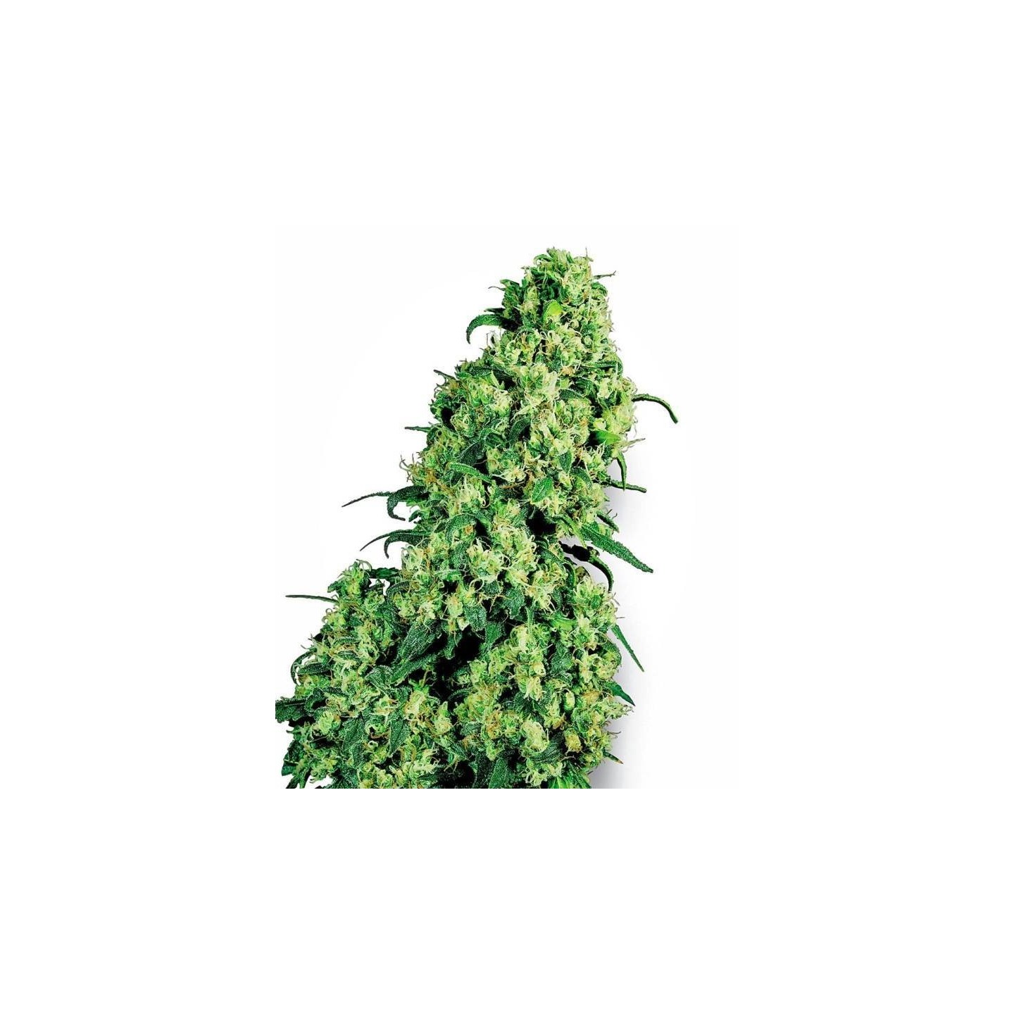 Skunk N1 Feminizada de Sensi White Label