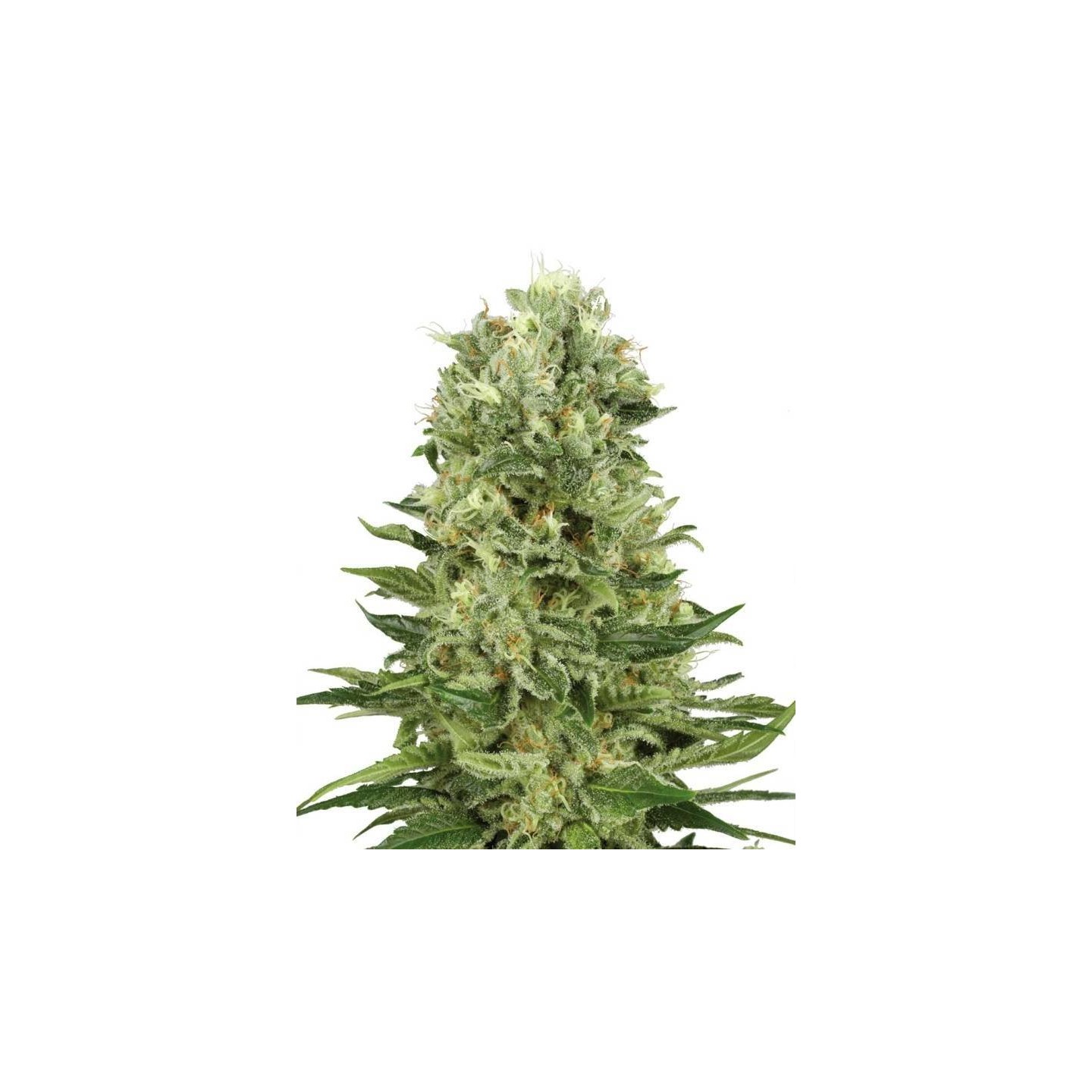Skunk N1 Autofloreciente Feminizada de Sensi White Label