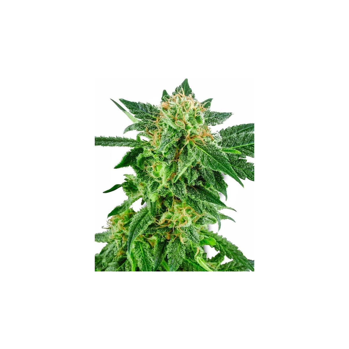 Snow Ryder Autofloreciente Feminizada de Sensi White Label