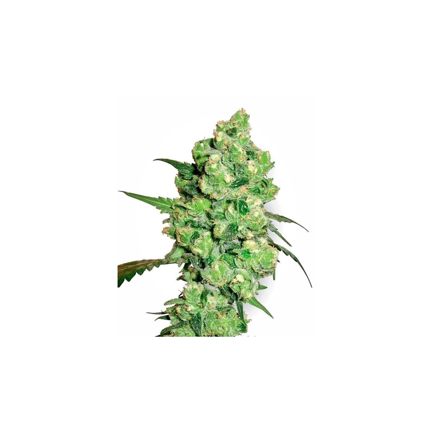 Super Skunk Feminizada de Sensi White Label