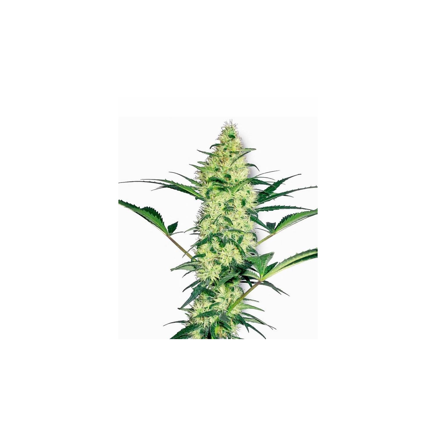 White Diesel Feminizada de Sensi White Label