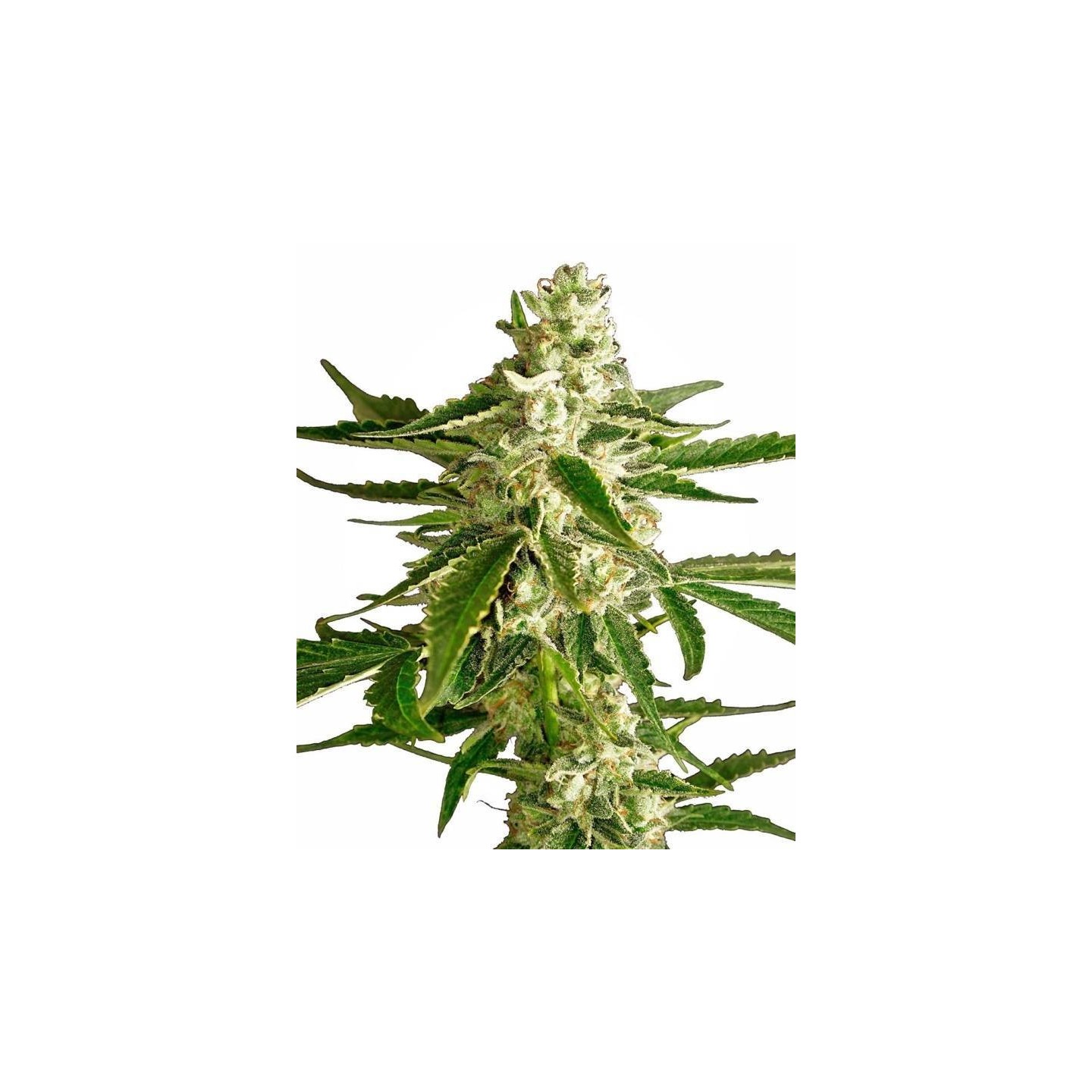 White Diesel Haze Autofloreciente Feminizada de Sensi White