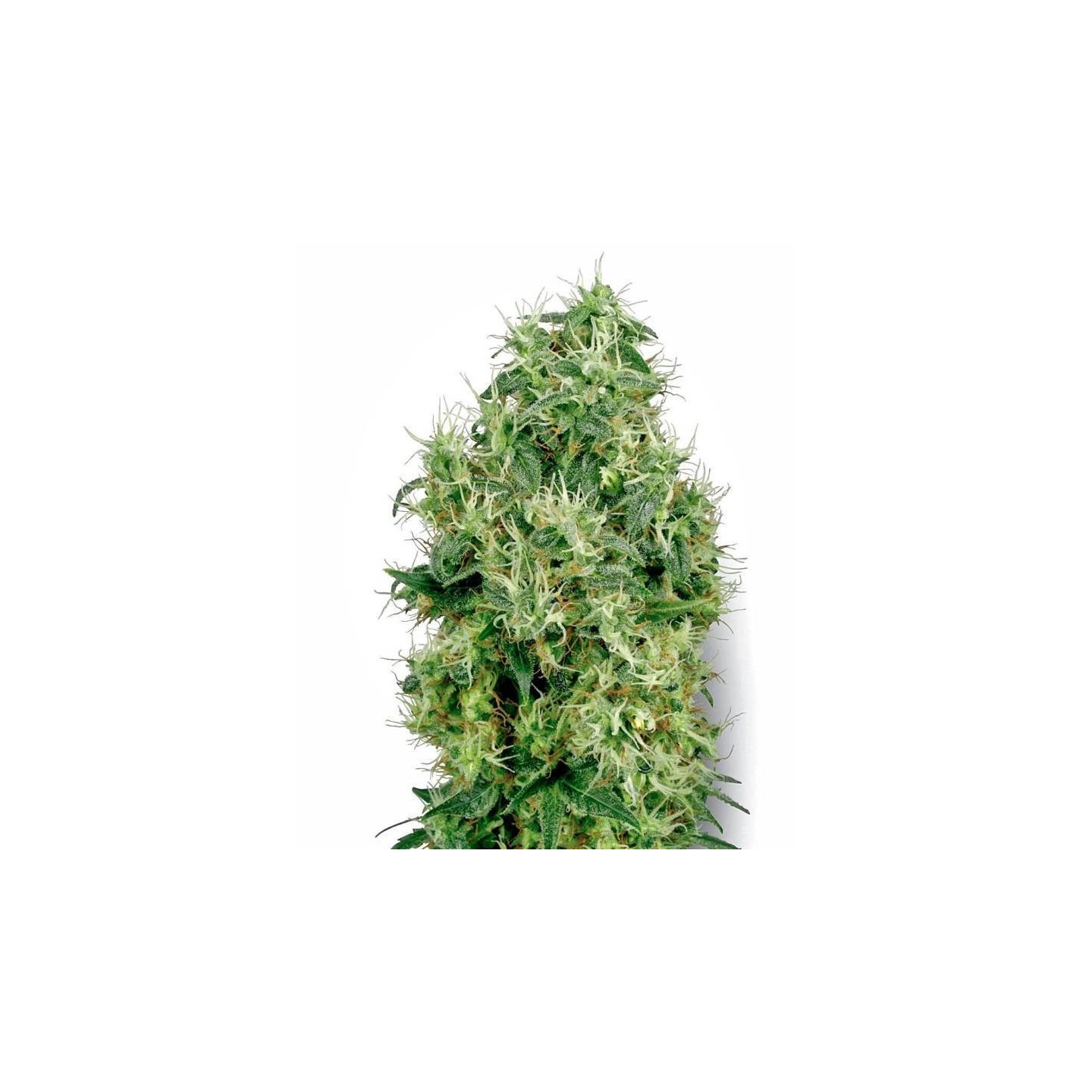 White Gold Feminizada de Sensi White Label