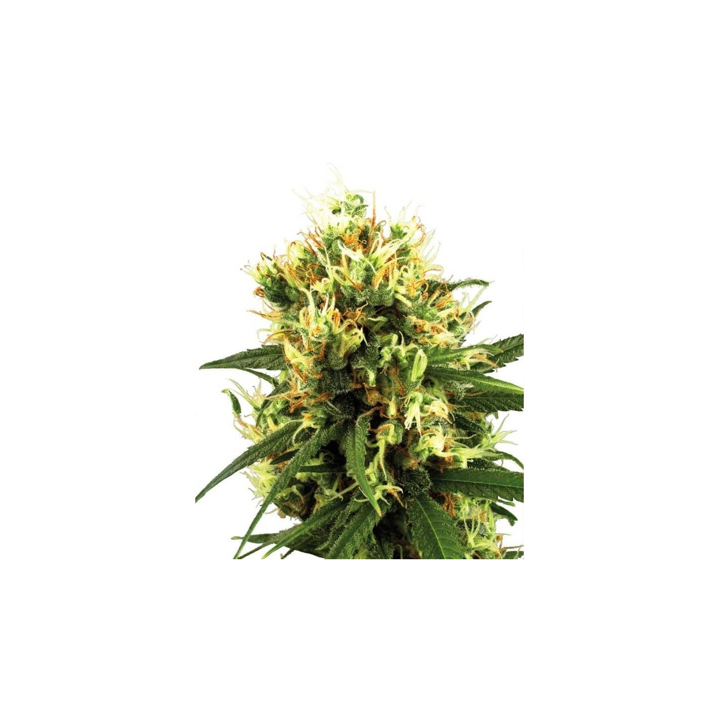 White Haze Autofloreciente Feminizada de Sensi White Label