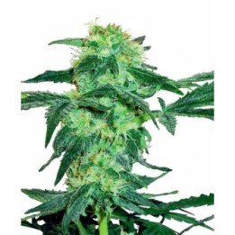 White Ice Feminizada de Sensi White Label