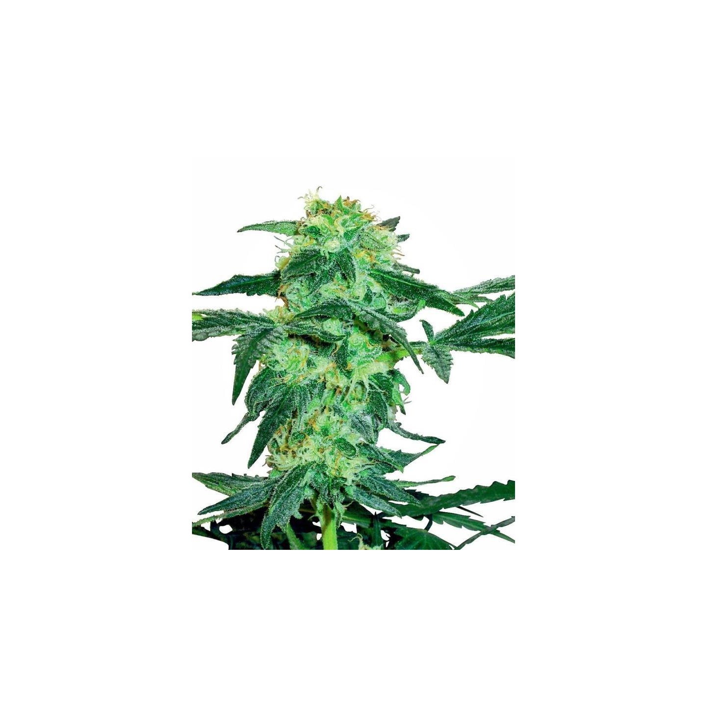 White Ice Feminizada de Sensi White Label