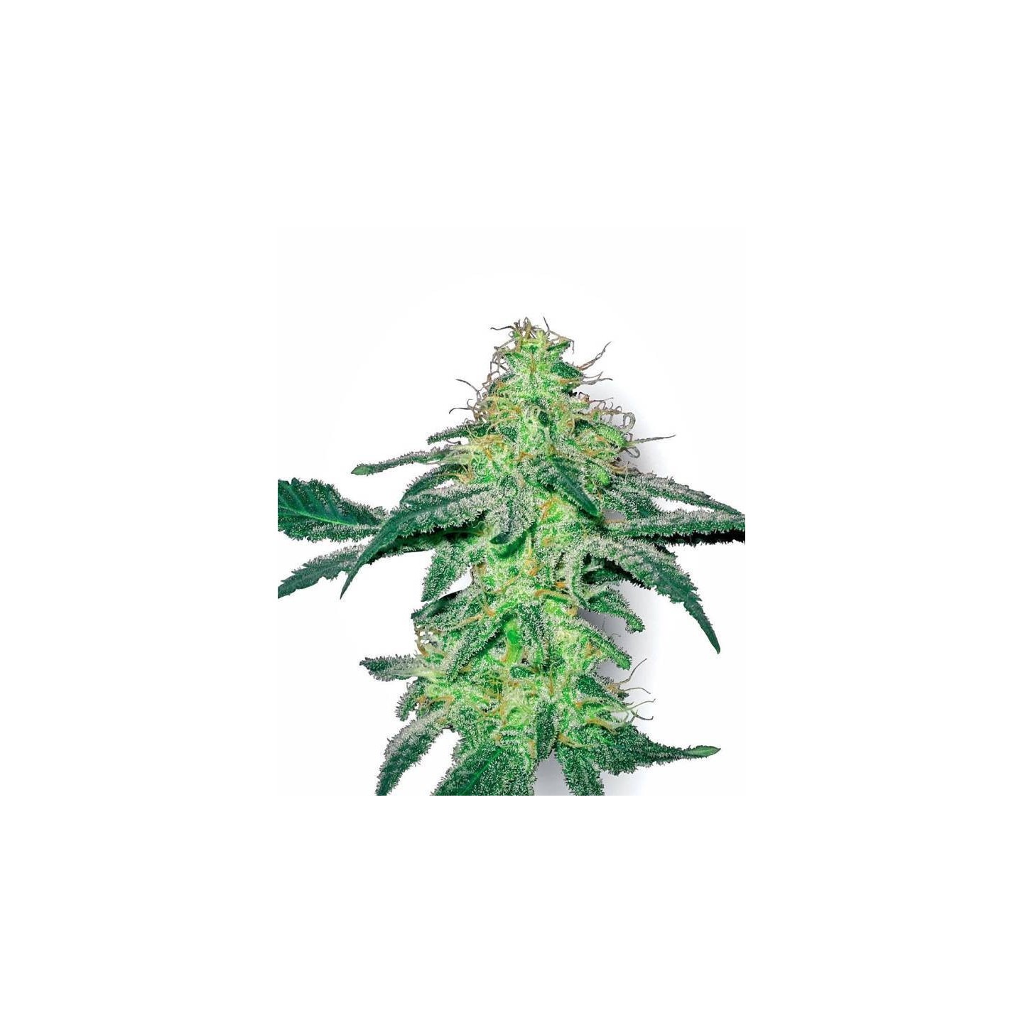 White Skunk Feminizada de Sensi White Label