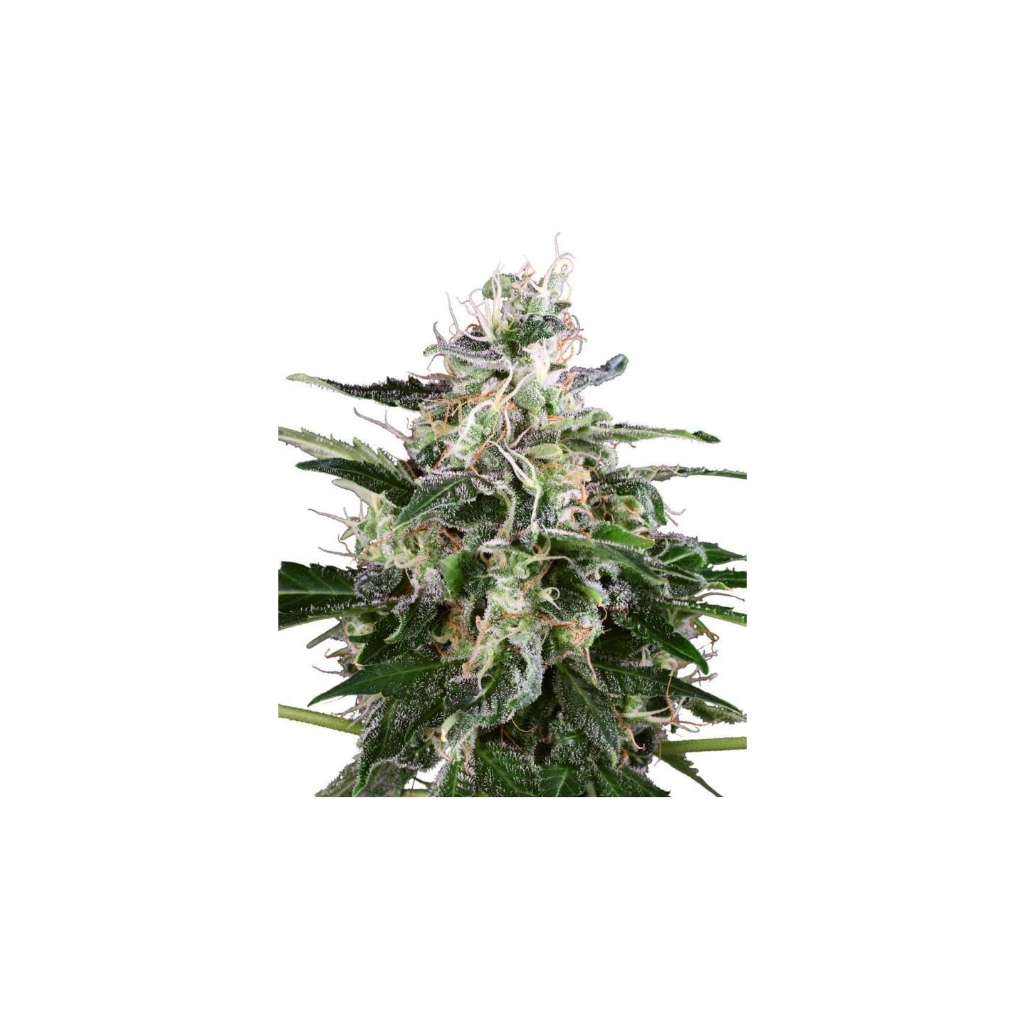 White Skunk Automatic Feminizada de Sensi White Label