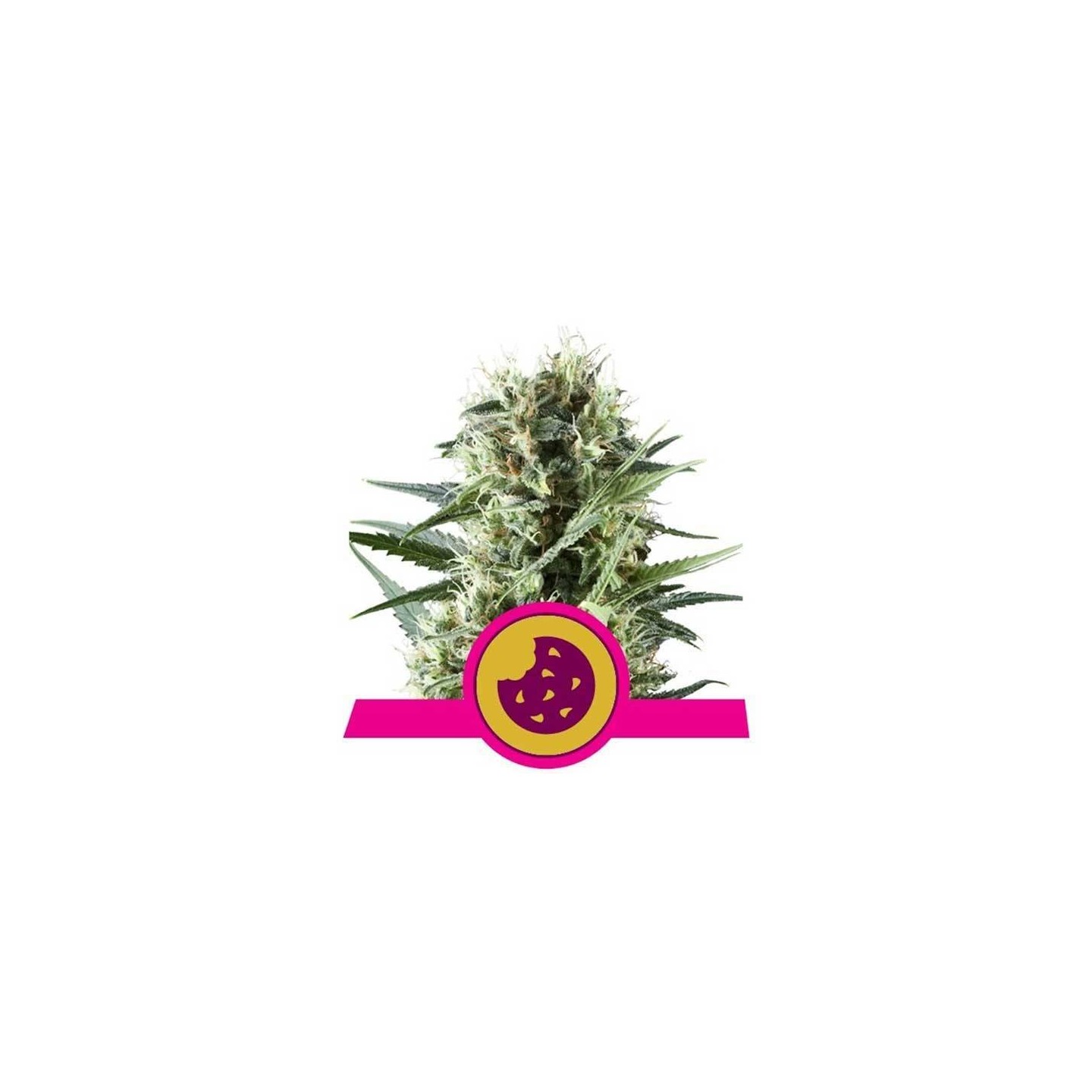 Royal Cookies Feminizada de Royal Queen