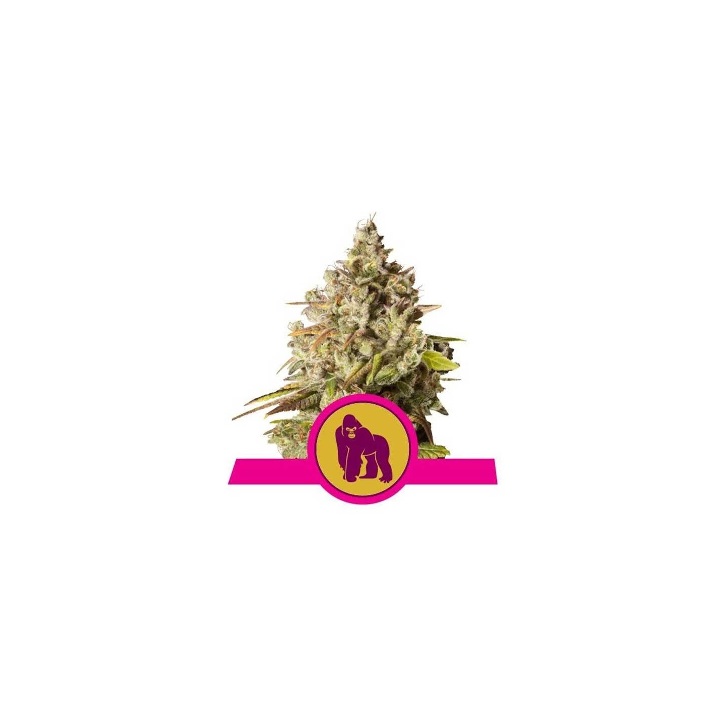 Royal Gorilla Feminizada de Royal Queen