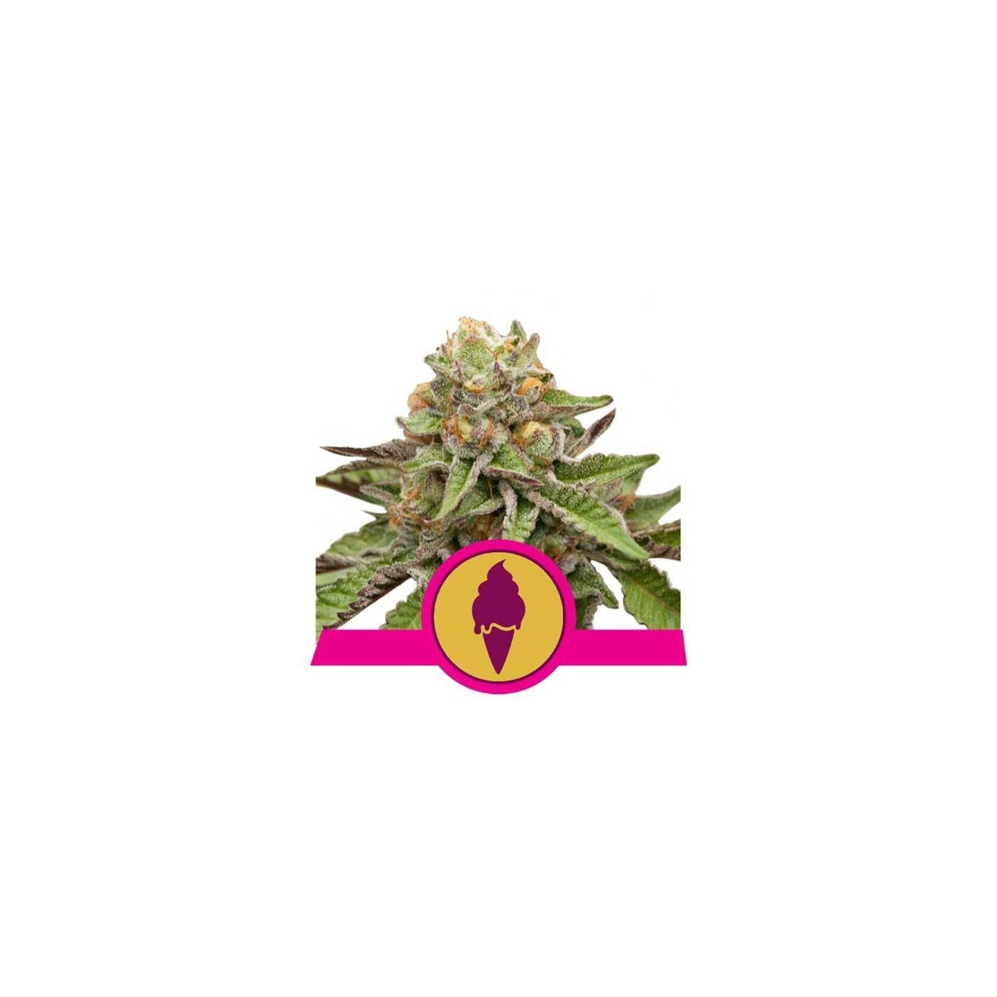 GREEN GELATO FEMINIZADA de Royal Queen