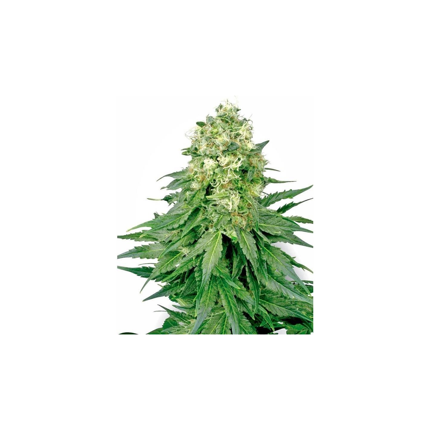 White Widow Feminizada de Sensi White Label