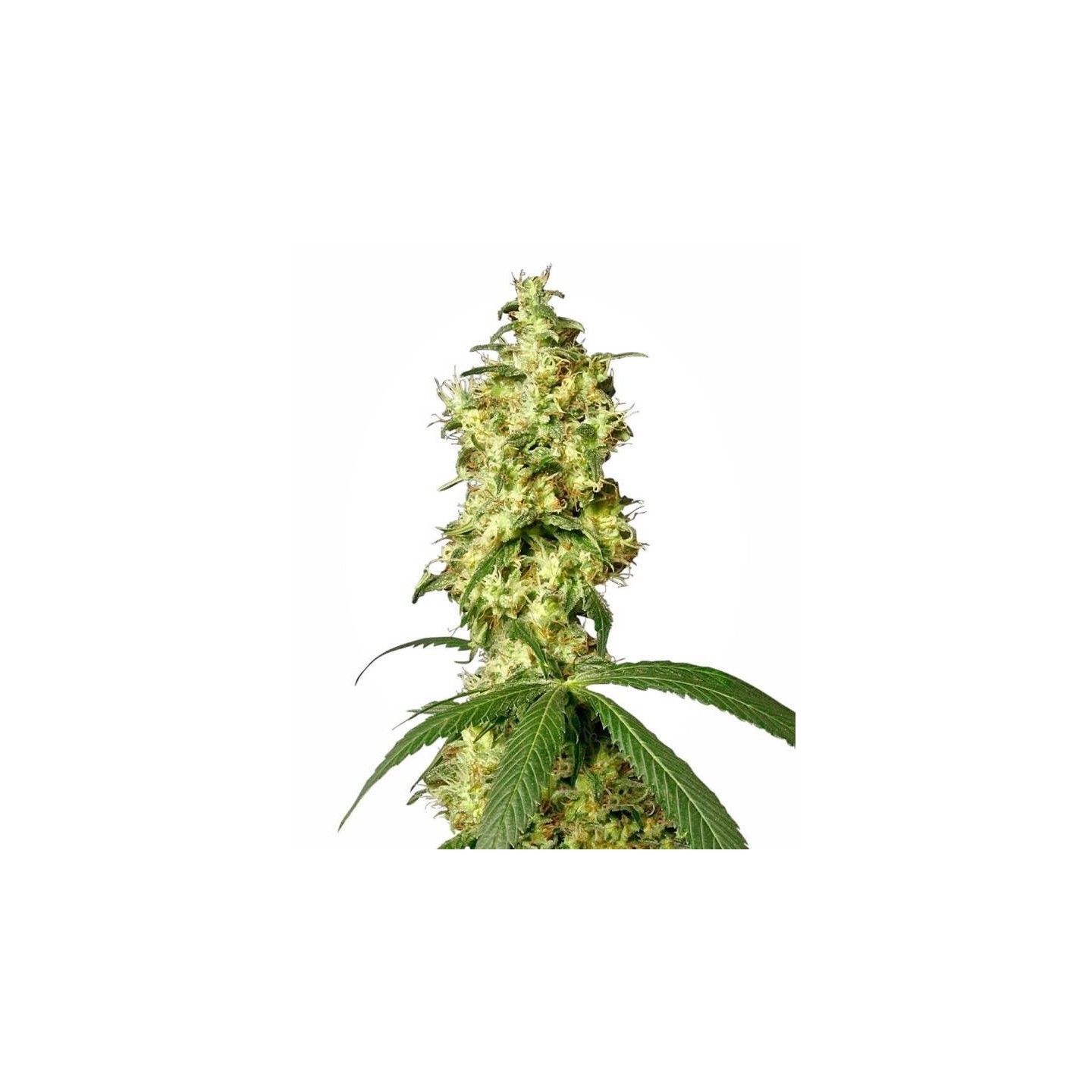 White Widow Autofloreciente Feminizada de Sensi White Label