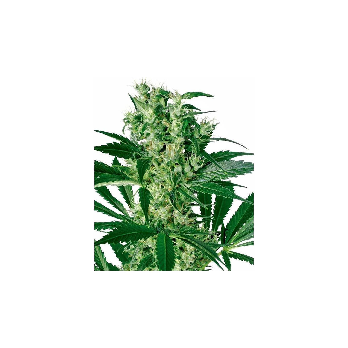 X-Haze Feminizada de Sensi White Label