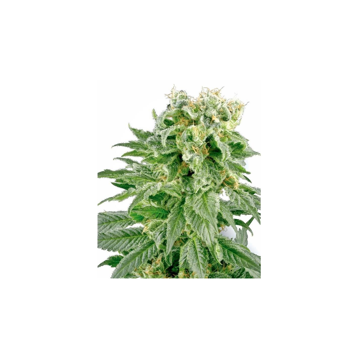 Double Gum Regular de Sensi White Label