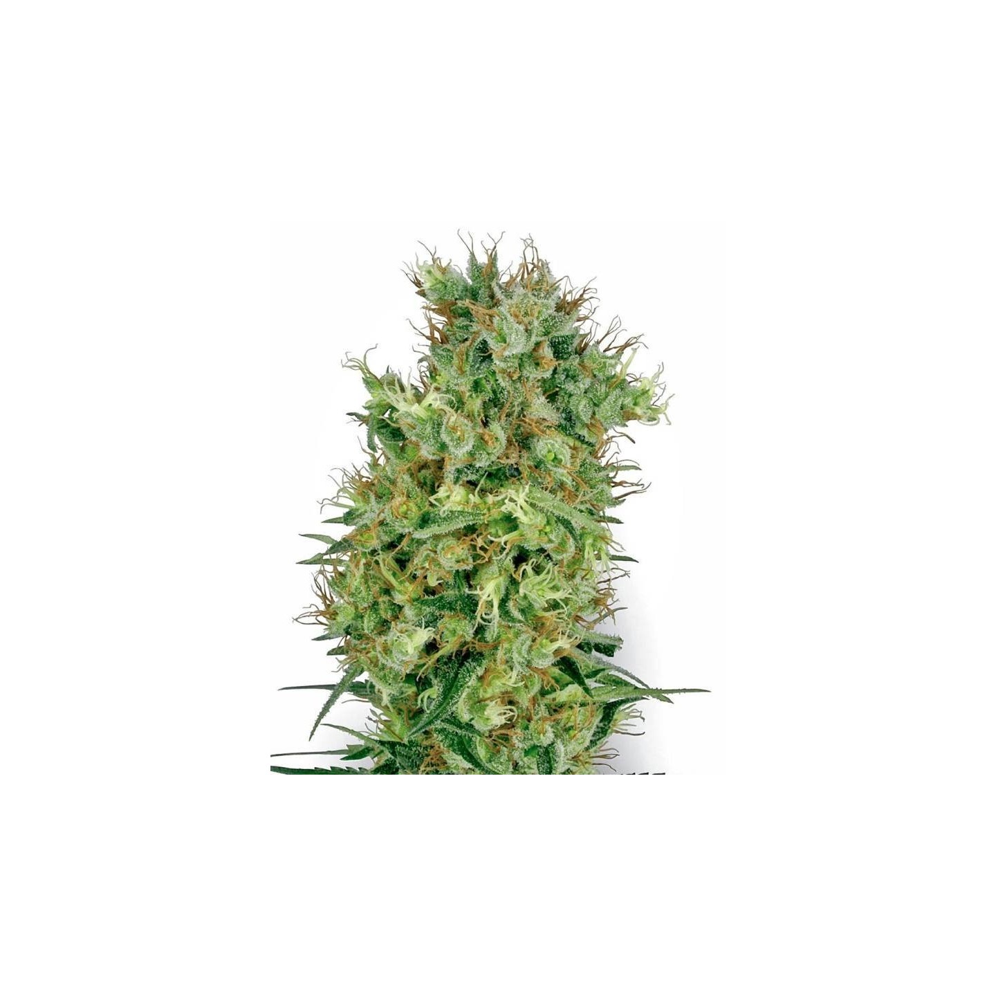 California Orange Bud Regular de Sensi White Label