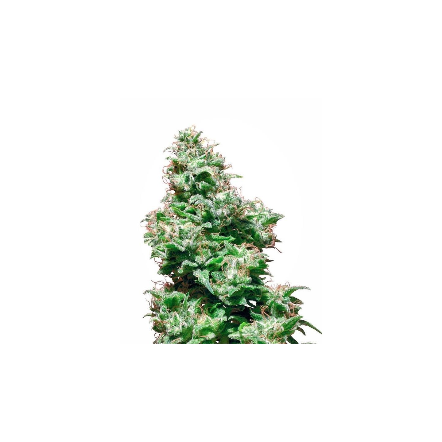 Kali Haze Regular de Sensi White Label