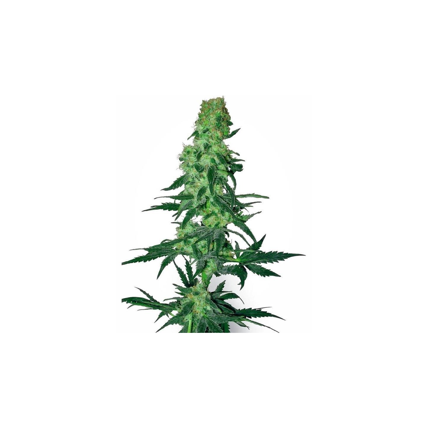 Amnesia White Regular de Sensi White Label