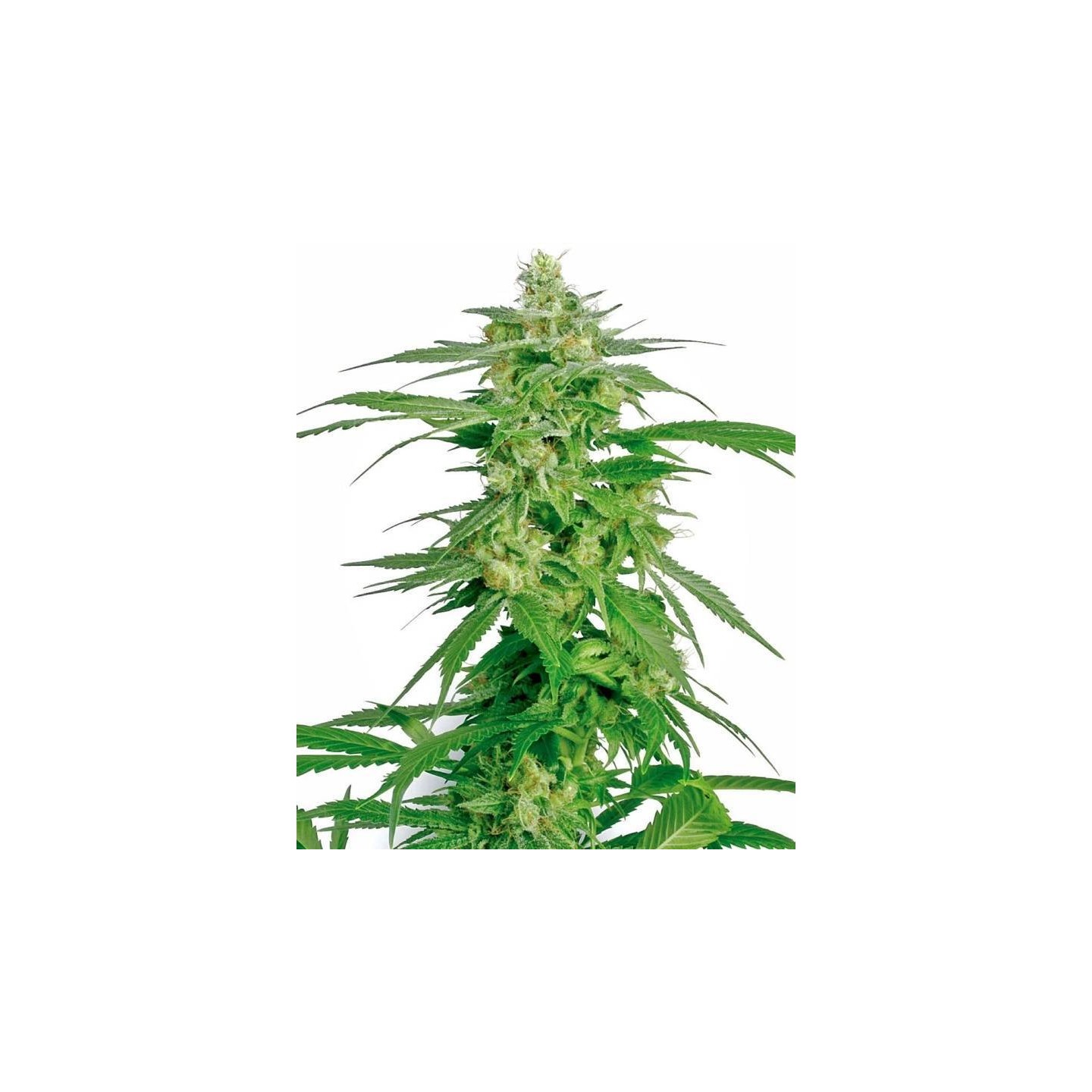Hollands Hope Regular de Sensi White Label