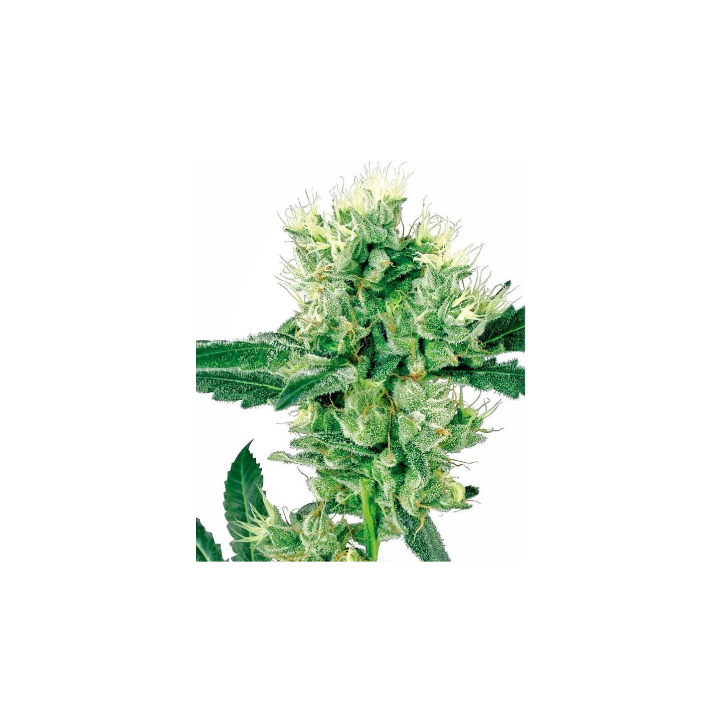 White Haze Regular de Sensi White Label