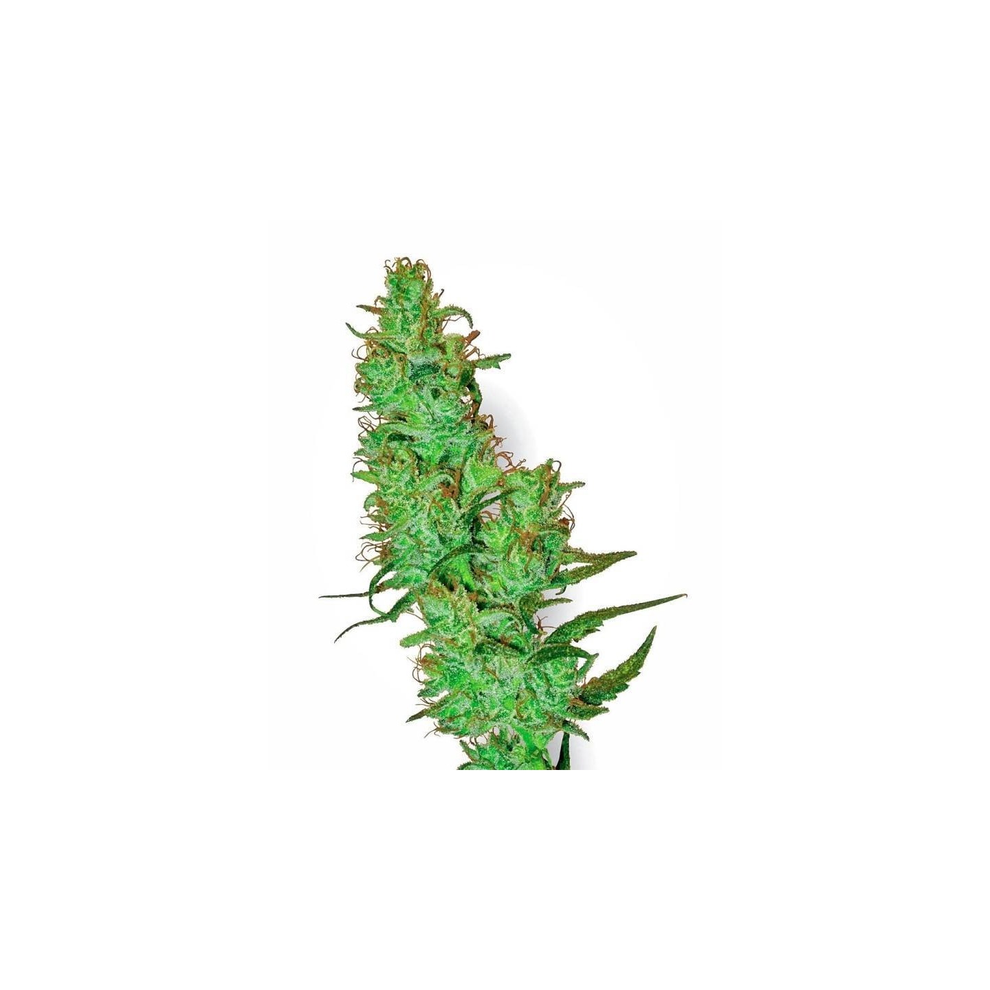 Jack Herer Regular de Sensi White Label