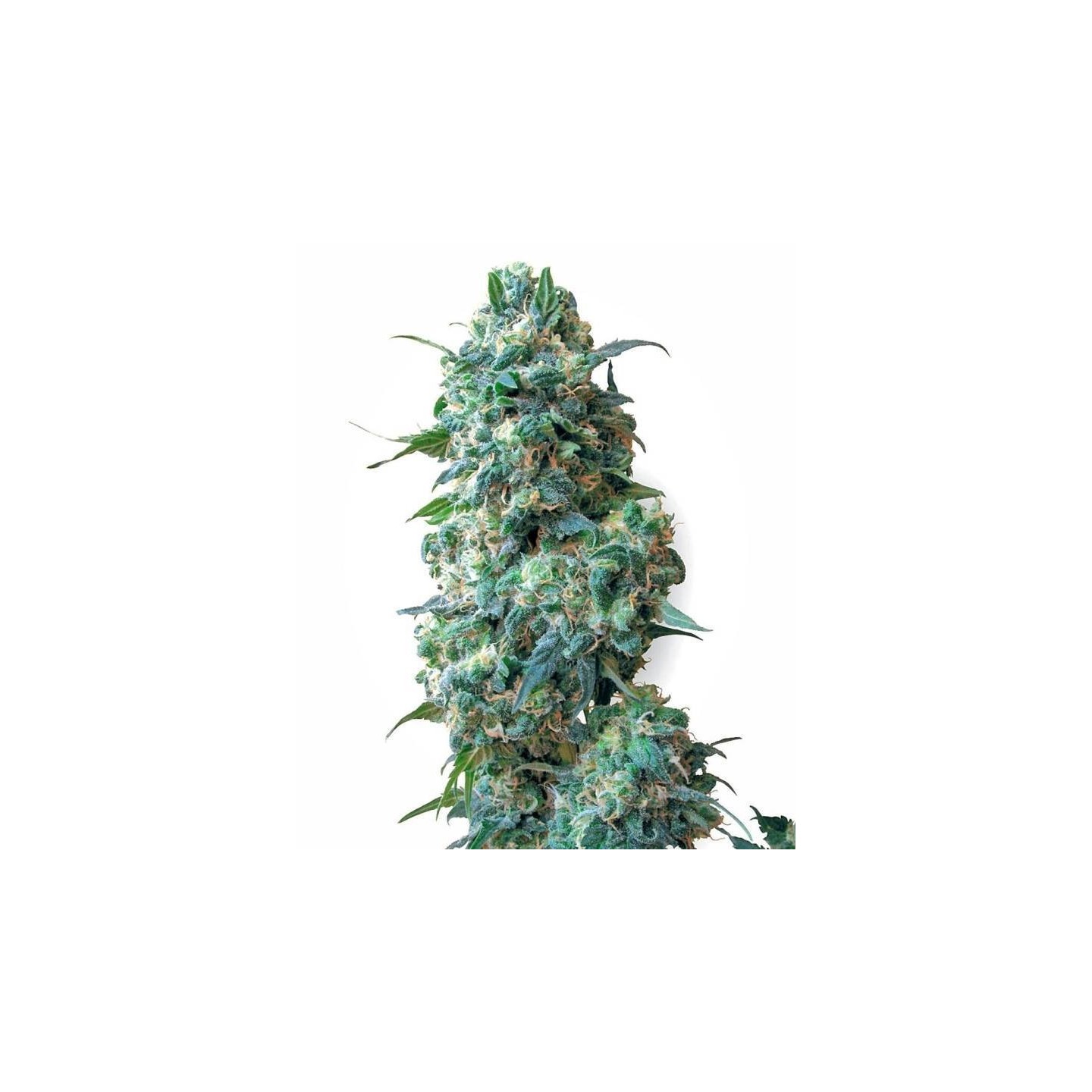 Afghan Kush Regular de Sensi White Label