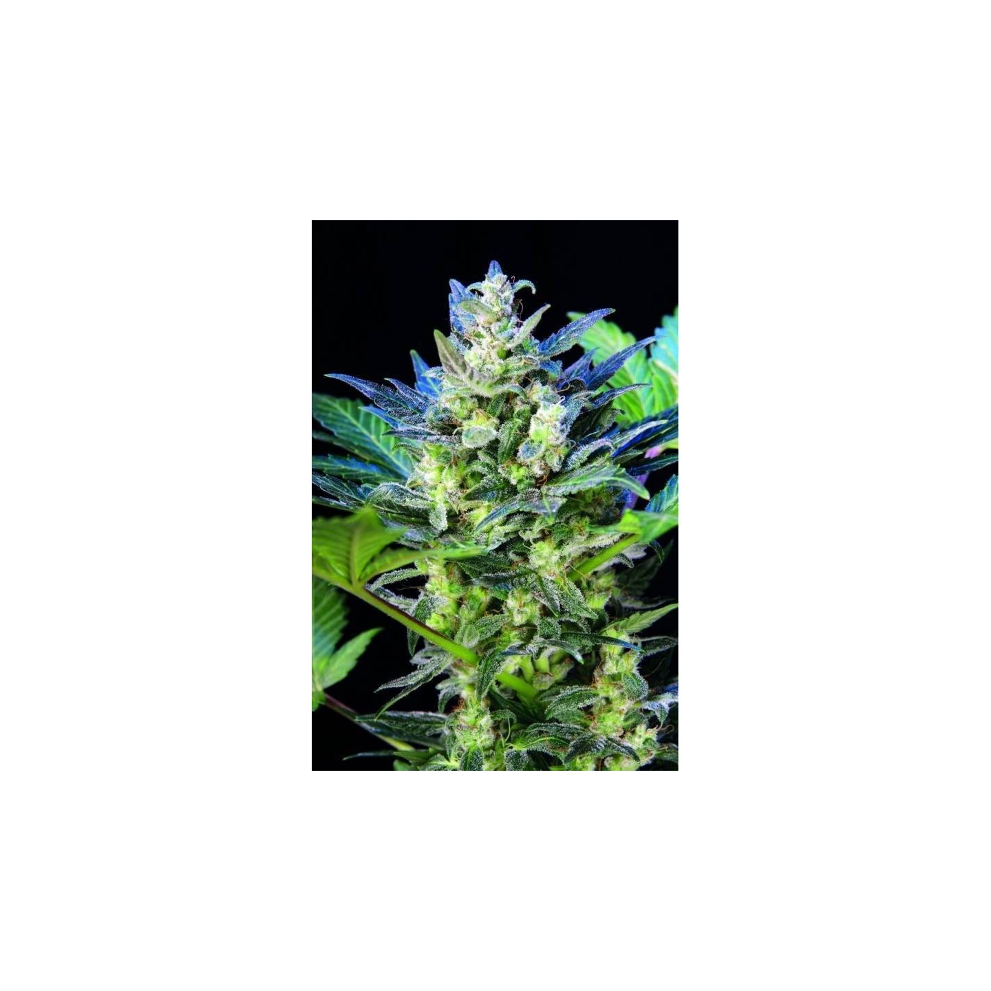 Diesel Ryder Feminizada de Seedsman