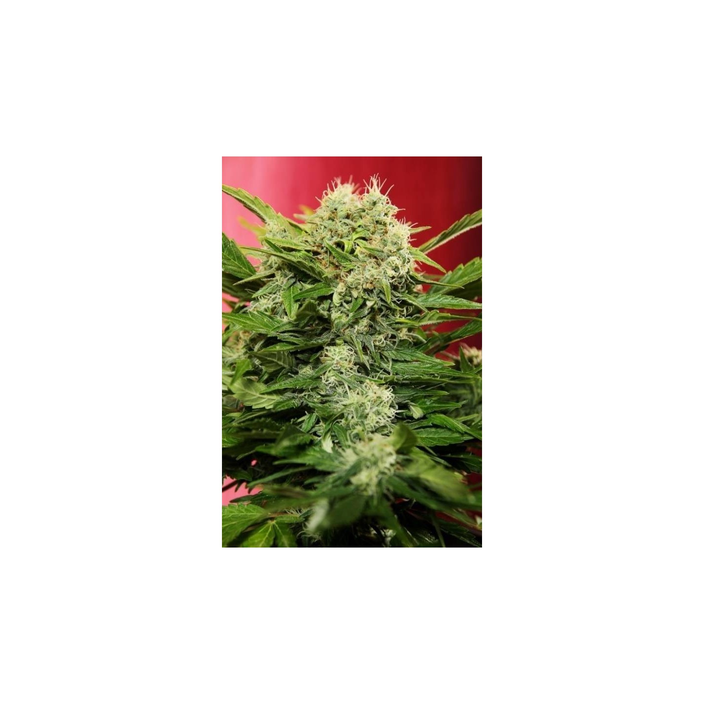 Chronic Ryder Feminizada de Seedsman
