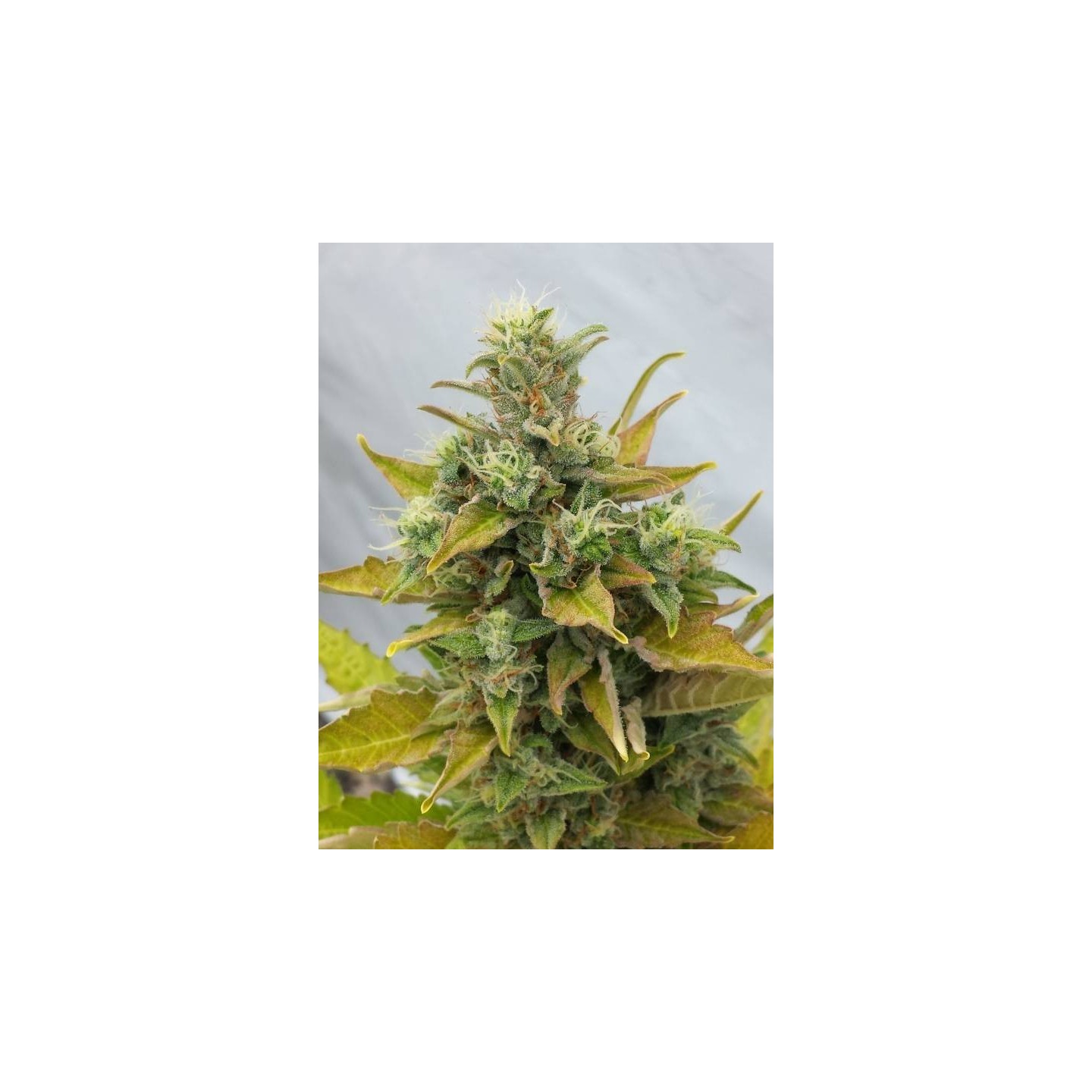 Easy Ryder Feminizada de Seedsman
