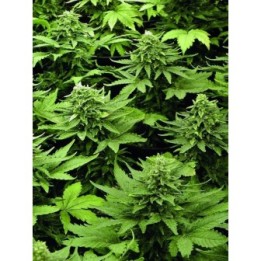 Lowryder Mix Feminizada de Seedsman
