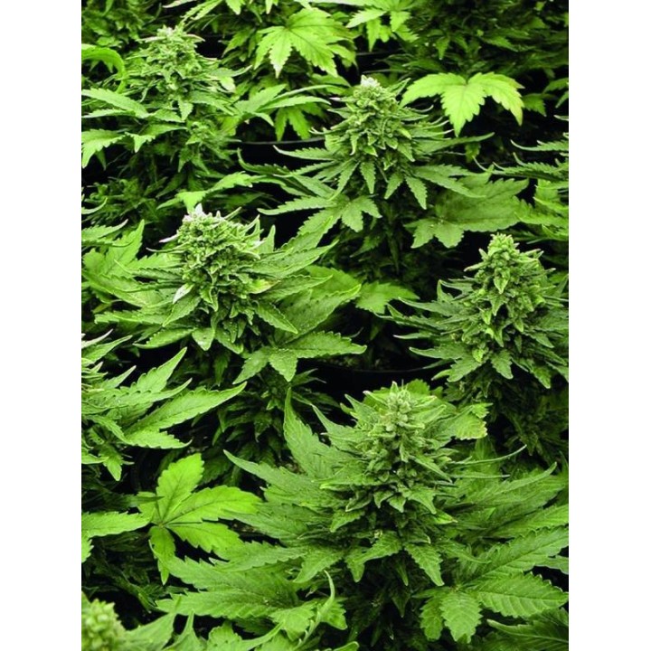 Lowryder Mix Feminizada de Seedsman