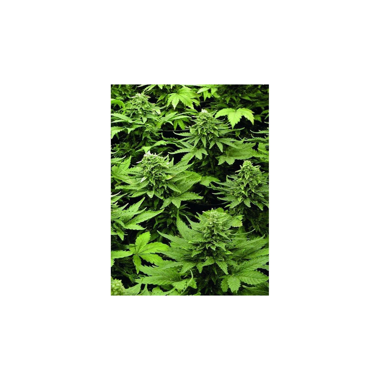 Lowryder Mix Feminizada de Seedsman