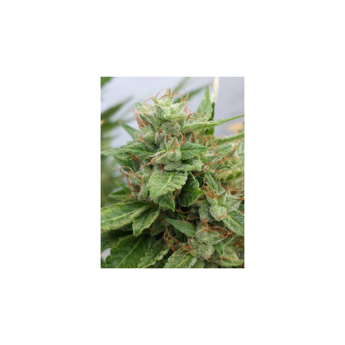 Ogre Feminizada de Seedsman