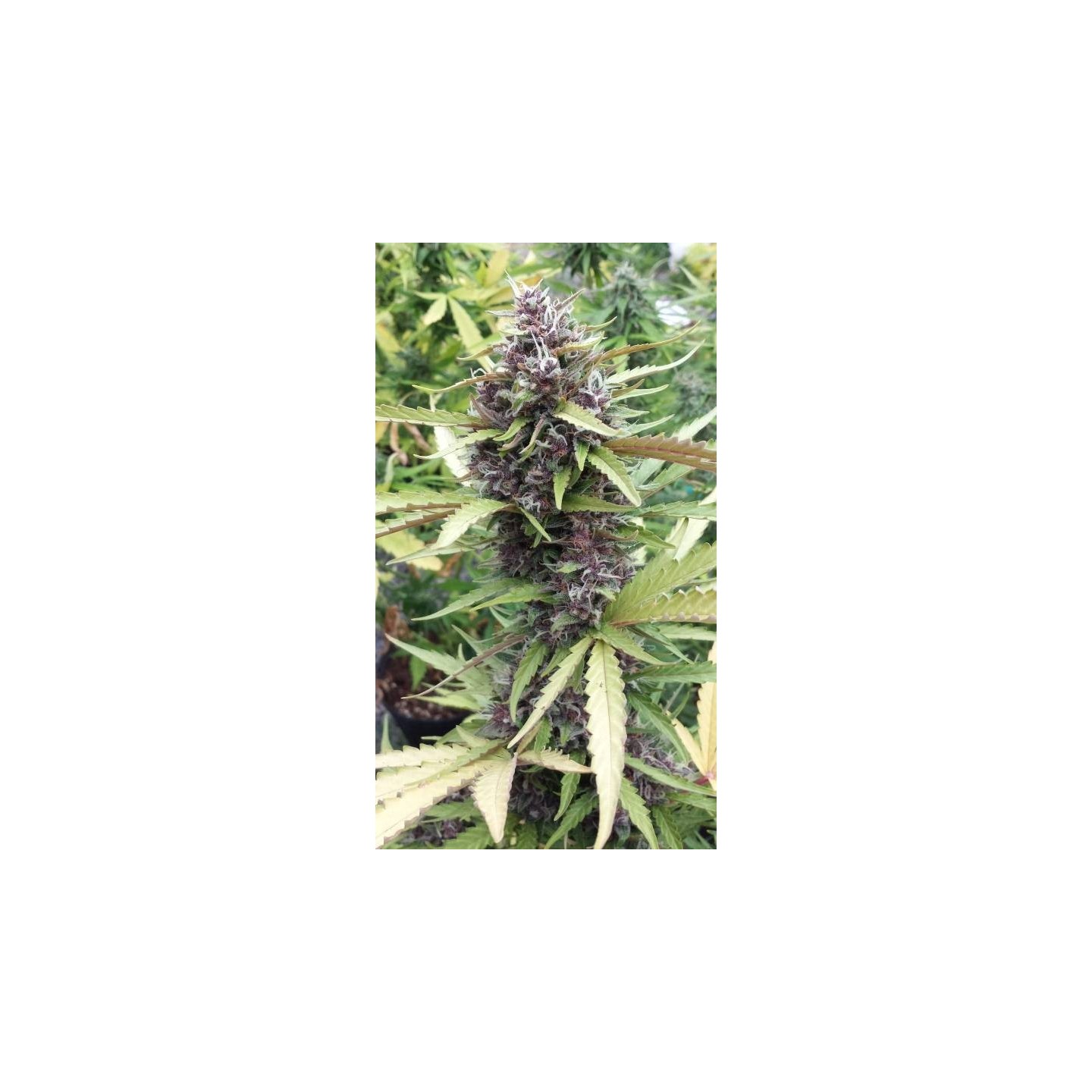 Purple Ryder Feminizada de Seedsman