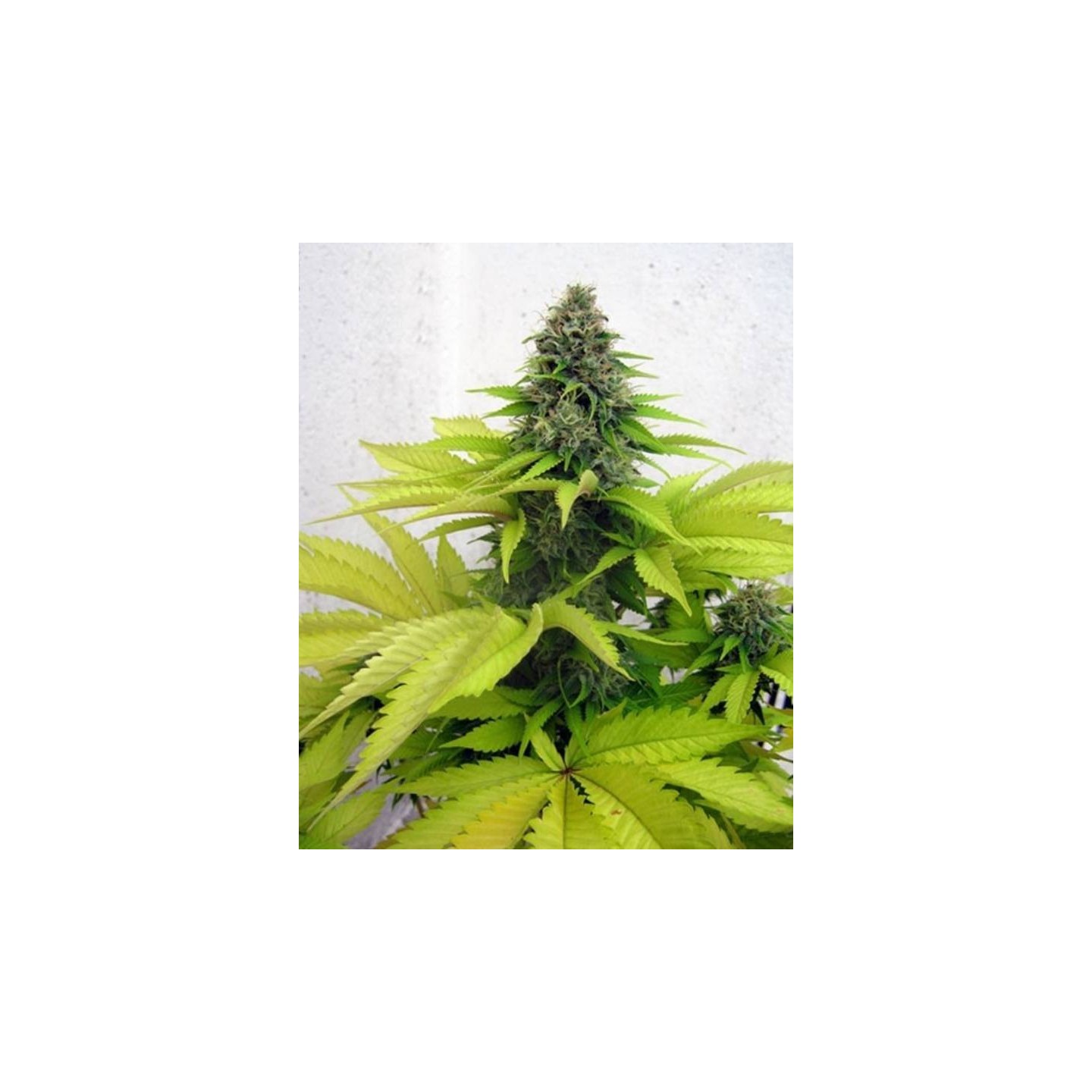 Somango Feminizada de Seedsman