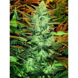 Lowryder-2 Feminizada de Seedsman