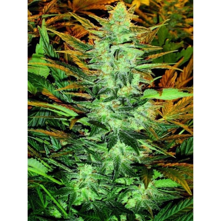 Lowryder-2 Feminizada de Seedsman