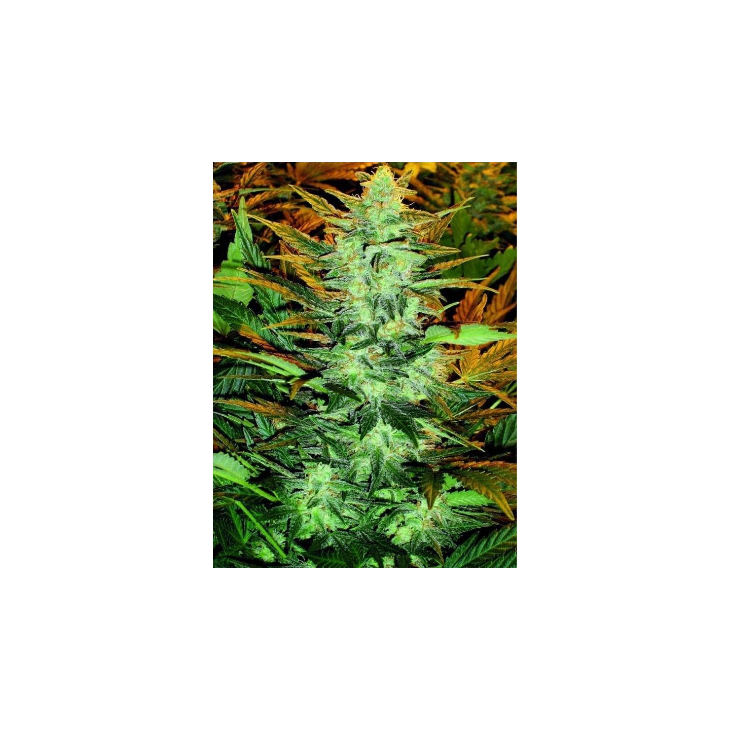 Lowryder-2 Feminizada de Seedsman