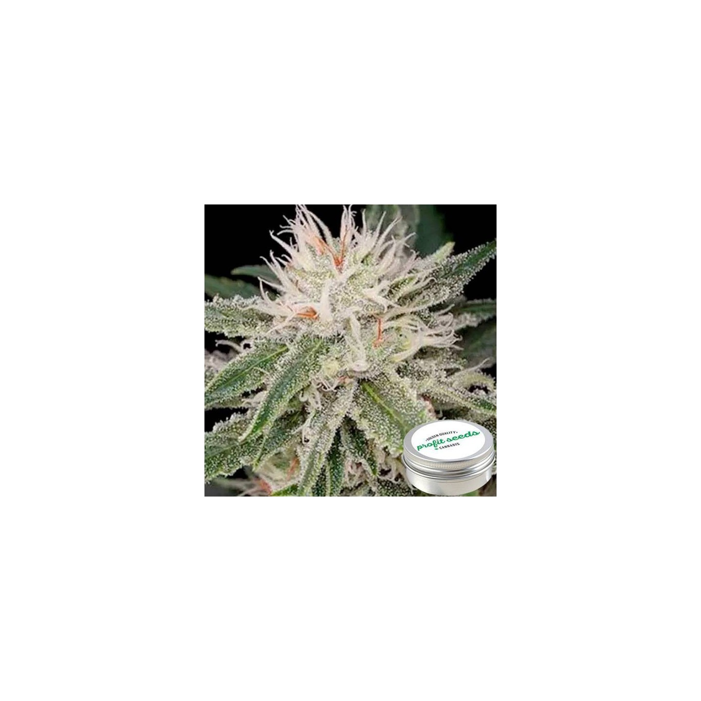 Amnesia Feminizada Profit Seeds de Profit Seeds