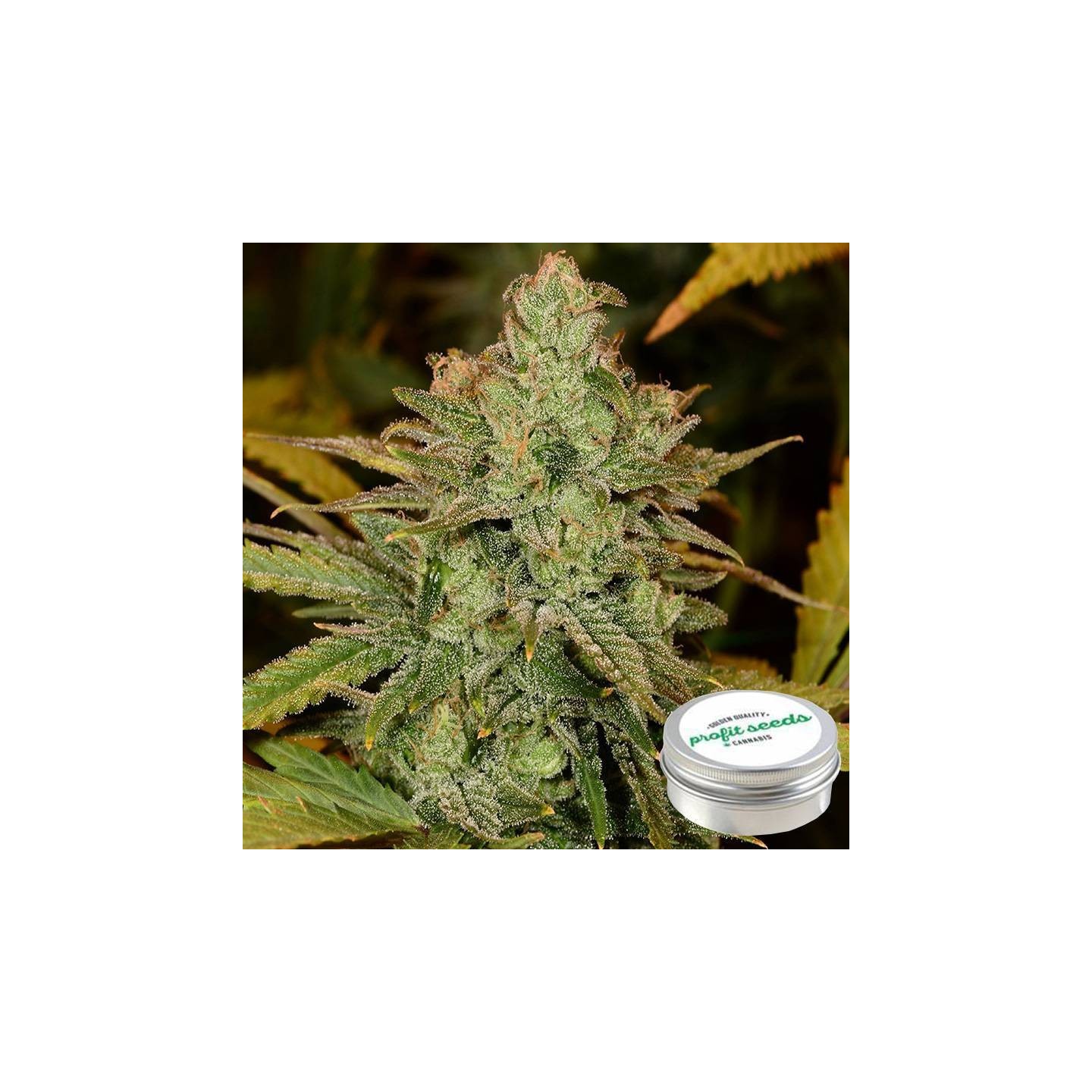 Cheese Feminizada Profit Seeds de Profit Seeds