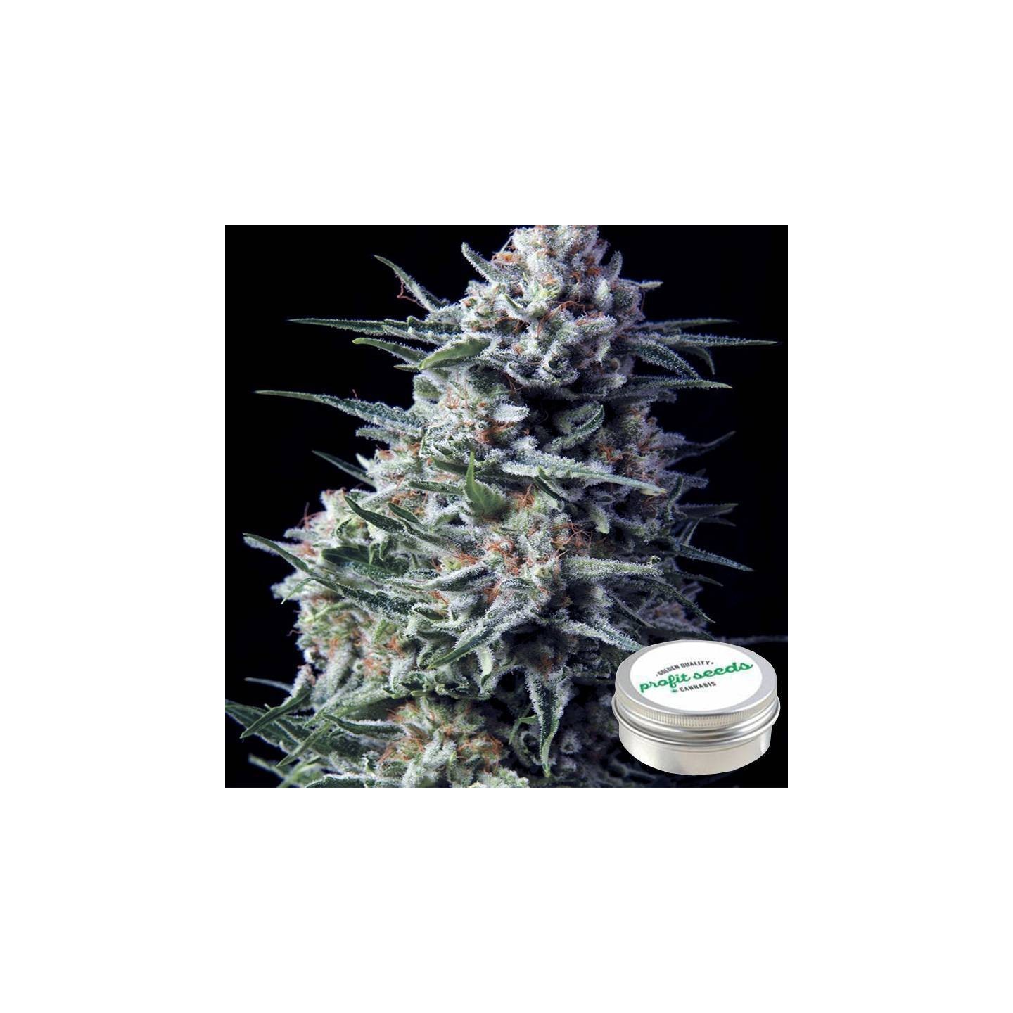 Black Domina Feminizada Profit Seeds de Profit Seeds