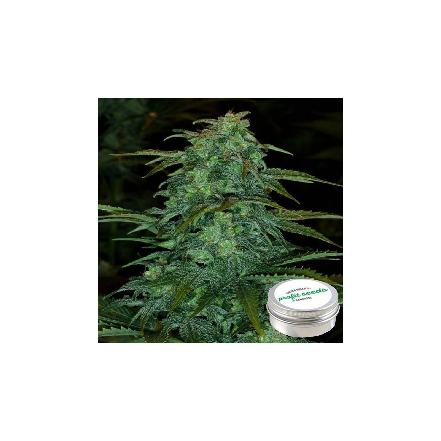AK-47 Feminizada Profit Seeds de Profit Seeds
