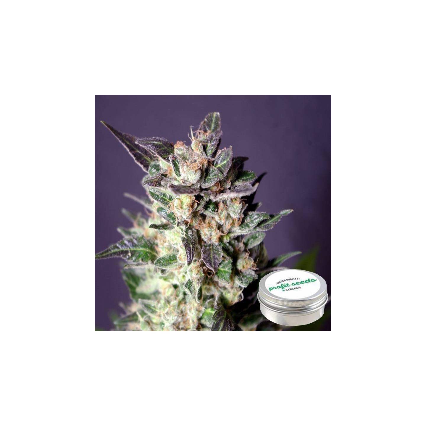 Skunk Special Feminizada Profit Seeds de Profit Seeds