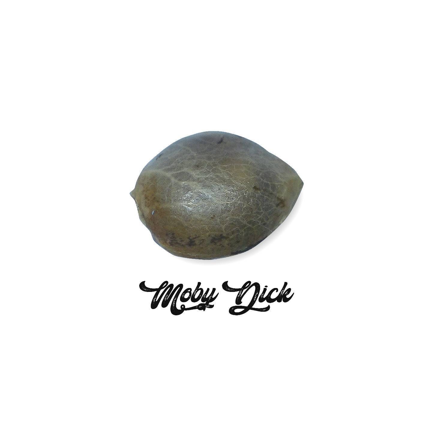 Moby Dick Feminizada (a granel) - OS de Genericos MP